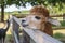 Huacaya alpaca headshot. Portrait of brown coat alpaca on a sunny day