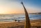 Huanchaco Beach and the traditional reed boats & x28;caballitos de totora& x29; - Trujillo, Peru