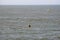 HUANCHACO BEACH, TRUJILLO, PERU - CIRCA 2016: A reed canoe in the sea circa 2016 in Huanchaco beach, Trujillo, Peru