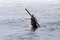 HUANCHACO, TRUJILLO, PERU: Reed canoes called caballito de totora in the traditional Huanchaco beach