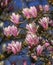 Huangshan, magnolia cylindrica, flowers