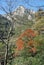 Huangshan Mountain in Anhui Province, China. Beautiful mountain scenery seen from the eastern steps