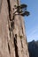 Huangshan Mountain in Anhui Province, China. A pine tree clings to a cliff face in the West Sea or Xi Hai canyon