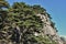 Huangshan pine tree growing from the rocks in Huangshan, Yellow Mountains, Anhui province, China.
