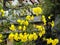 Huangzhong wood flowers and trees landscape