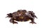 Hubei firebelly Toad, Bombina microdeladigitora, on white