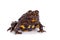 Hubei firebelly Toad, Bombina microdeladigitora, on white