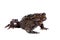 Hubei firebelly Toad, Bombina microdeladigitora, on white