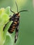 Hubner wasp moth in close-up photography