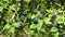 Huckleberry Bush in Wood, Berries, Forest Fruit in Mountains, Wild Bilberries, Blueberries, Huckleberries, Vaccinium Corymbosum