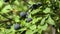 Huckleberry Bush in Wood, Berries, Forest Fruit in Mountains, Wild Bilberries, Blueberries, Huckleberries, Vaccinium Corymbosum