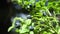 Huckleberry Bush in Wood, Berries, Forest Fruit in Mountains, Wild Bilberries, Blueberries, Huckleberries, Vaccinium Corymbosum