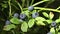 Huckleberry Bush in Wood, Berries, Forest Fruit in Mountains, Wild Bilberries, Blueberries, Huckleberries, Vaccinium Corymbosum
