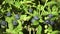 Huckleberry Bush in Wood, Berries, Forest Fruit in Mountains, Wild Bilberries, Blueberries, Huckleberries, Vaccinium Corymbosum