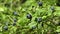 Huckleberry Bush in Wood, Berries, Forest Fruit in Mountains, Wild Bilberries, Blueberries, Huckleberries, Vaccinium Corymbosum