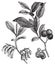 Huckleberry or Gaylussacia resinosa engraving