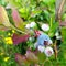 Huckleberry ripening on the bush