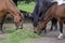 Hucul pony horses eating fresh green grass on the heap with other farm animals, beautiful three black and brown hairy animals