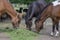 Hucul pony horses eating fresh green grass on the heap with other farm animals, beautiful three black and brown hairy animals