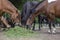 Hucul pony horses eating fresh green grass on the heap with other farm animals, beautiful three black and brown hairy animals