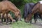 Hucul pony horses eating fresh green grass on the heap with other farm animals, beautiful three black and brown hairy animals