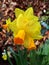 Huddle of Yellow and Orange Daffodils