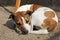 Huddled brown and white dog sleeping on ground outside