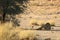 The hude lions male Panthera leo lying in the shade of Kalahari desert