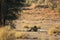 The hude lions male Panthera leo lying in the shade of Kalahari desert