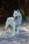 The Hudson Bay wolf ,Canis lupus hudsonicus, subspecies of the wolf Canis lupus also known as the grey/gray wolf or arctic wolf