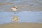 Hudsonian godwit fishing in the lake
