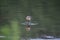 Hudsonian Godwit Hunting its Meal