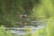 Hudsonian Godwit Hunting its Meal