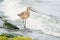 Hudsonian Godwit - Limosa haemastica