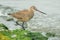 Hudsonian Godwit - Limosa haemastica