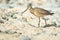 Hudsonian Godwit - Limosa haemastica