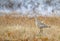 Hudsonian Godwit, Limosa haemastica