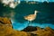 Hudsonian Whimbrel on Rocks With Pacific Ocean in the Background in Southern California