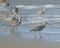 Hudsonian whimbrels in surf on Oregon beach