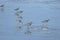 Hudsonian whimbrels in surf on Oregon beach