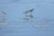 Hudsonian whimbrels in surf on Oregon beach