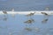 Hudsonian whimbrels in surf on Oregon beach