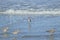 Hudsonian whimbrels in surf on Oregon beach