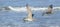 Hudsonian whimbrels in surf on Oregon beach