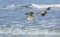 Hudsonian whimbrels in surf on Oregon beach