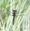Hudsonian Whiteface Dragonfly Leucorrhinia hudsonica Perched on Dense Vegetation in the Mountains of Northern Colorado