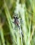 Hudsonian Whiteface Dragonfly Leucorrhinia hudsonica Perched on Dense Vegetation in the Mountains of Northern Colorado