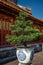 Hue, Vietnam, the imperial citadel. Palace corridor. Red door window shutters. Bonsai tree