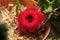 Huernia cactus flower