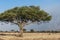 Huge acacia tree, typial African tree with herd of grazing animals, Tanzania, Africa